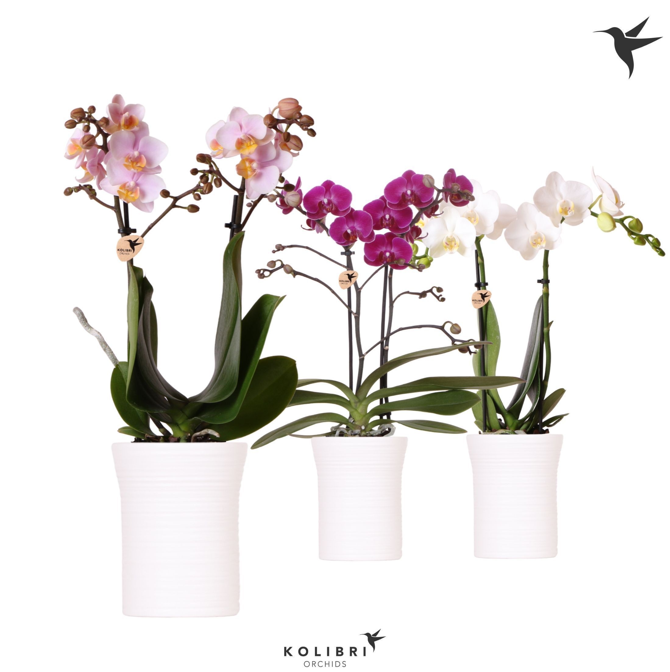 Kolibri Orchids Phalaenopsis mix 2 spike in Furrow pot white, D 9