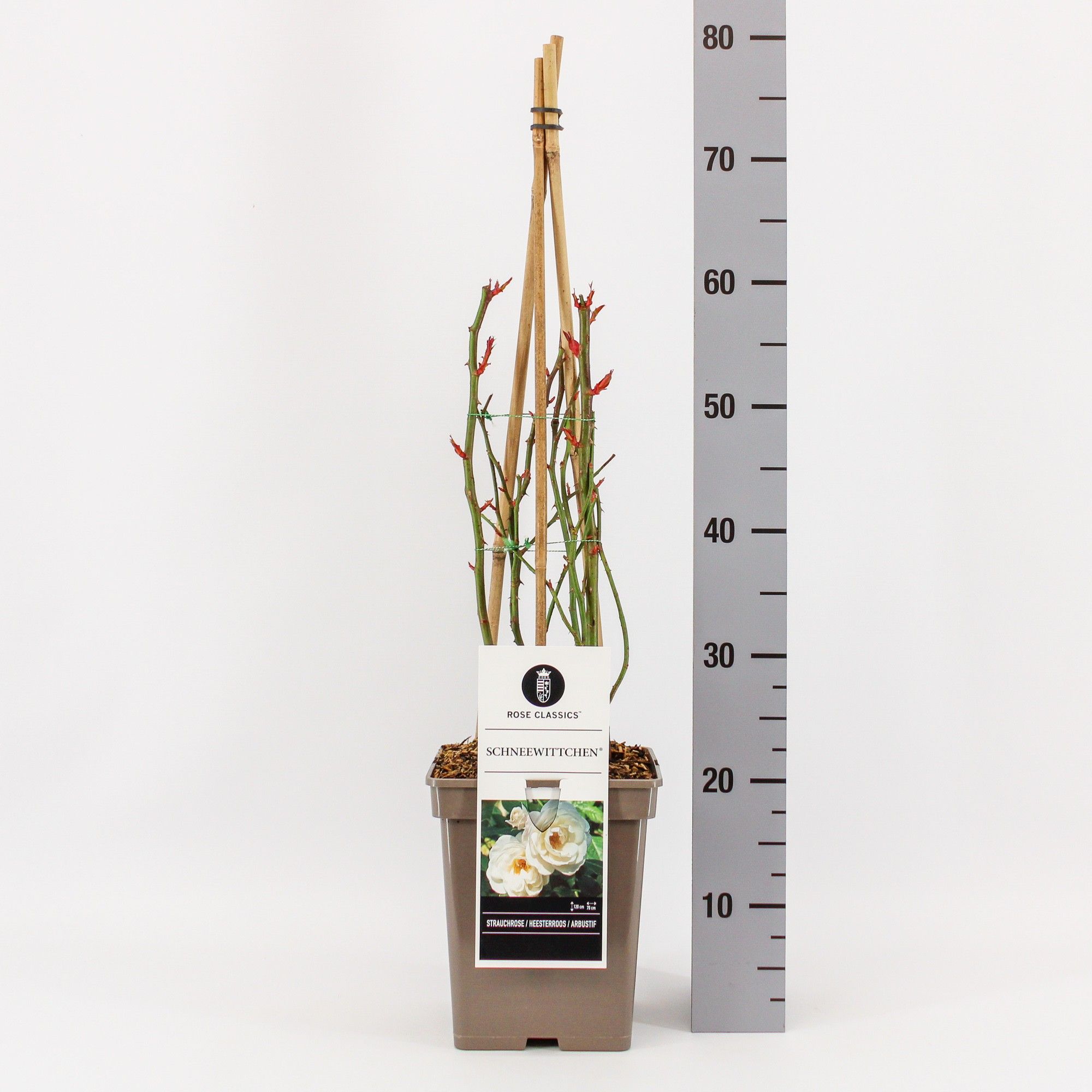 Rosa (H) Schneewittchen ®, C5, 4 stok 75 cm, D 23