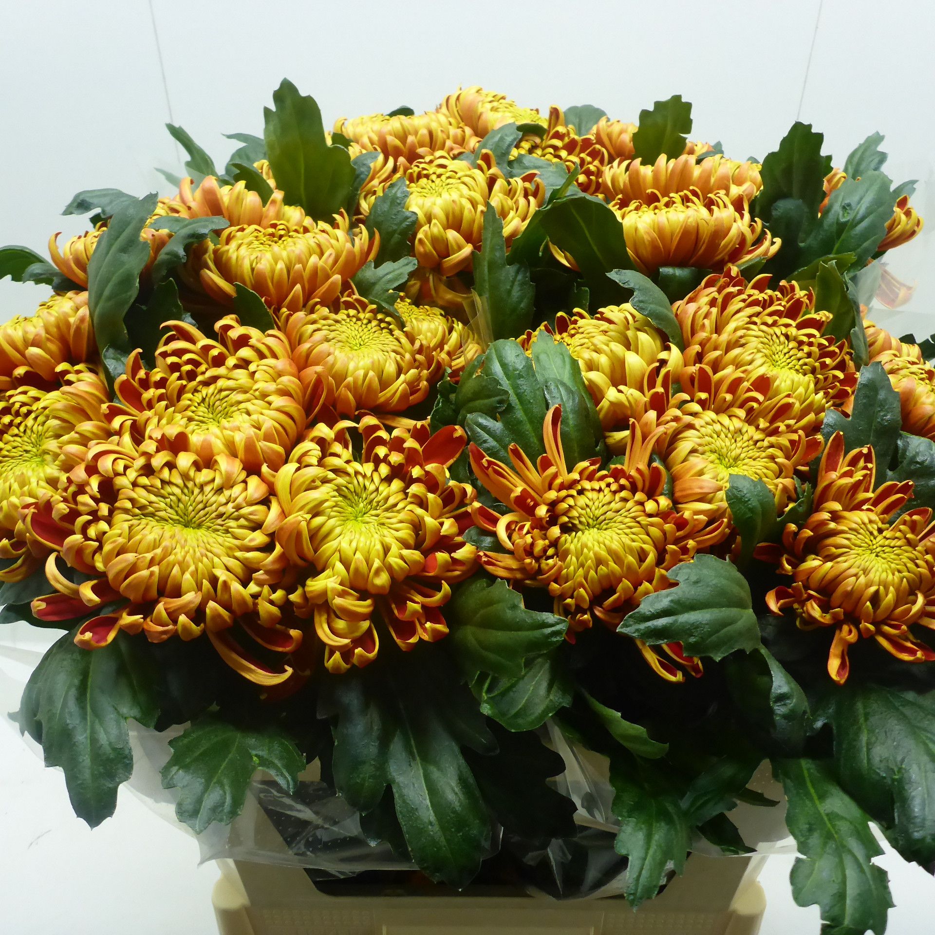 Хризантема од. Фуэго 75, шт.