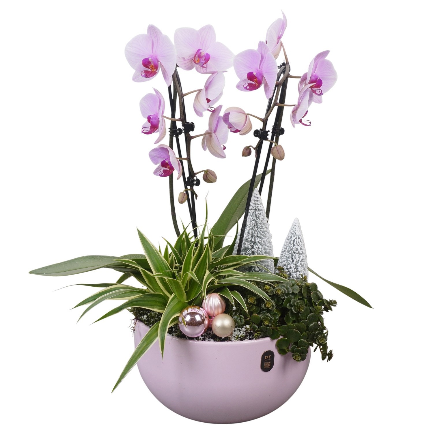 PTCHP8425 Arrangement Christmas Pink in keramiek schaal, D 26