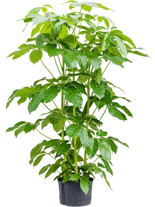 Schefflera actinophylla 'Amate', D 28 cm