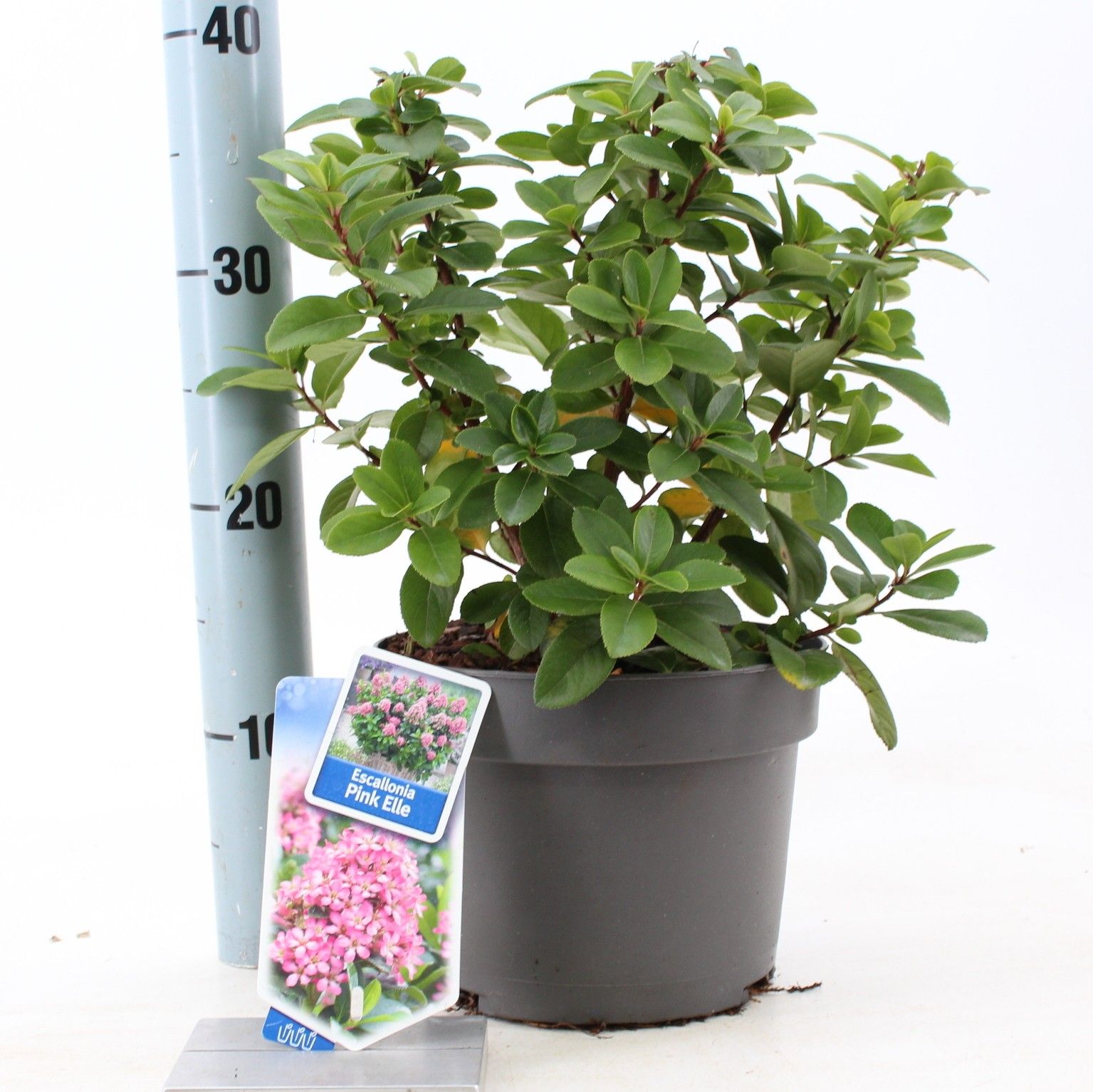 Escallonia laevis Pink Elle ('Lades'PBR), D 19