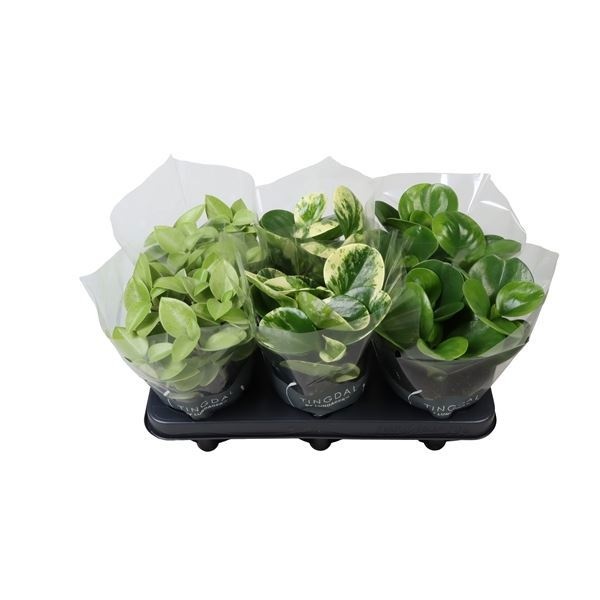 Peperomia Mix in Plastic Sleeve 12 cm, D 12 cm
