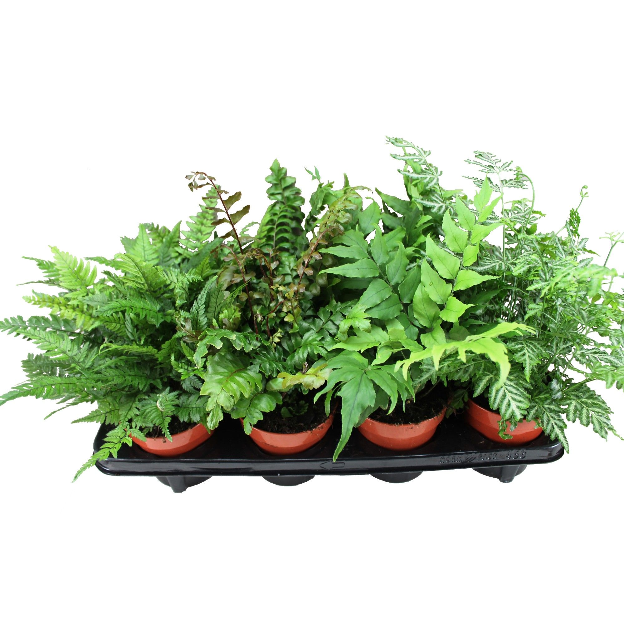 Varens Gemengd, D 12