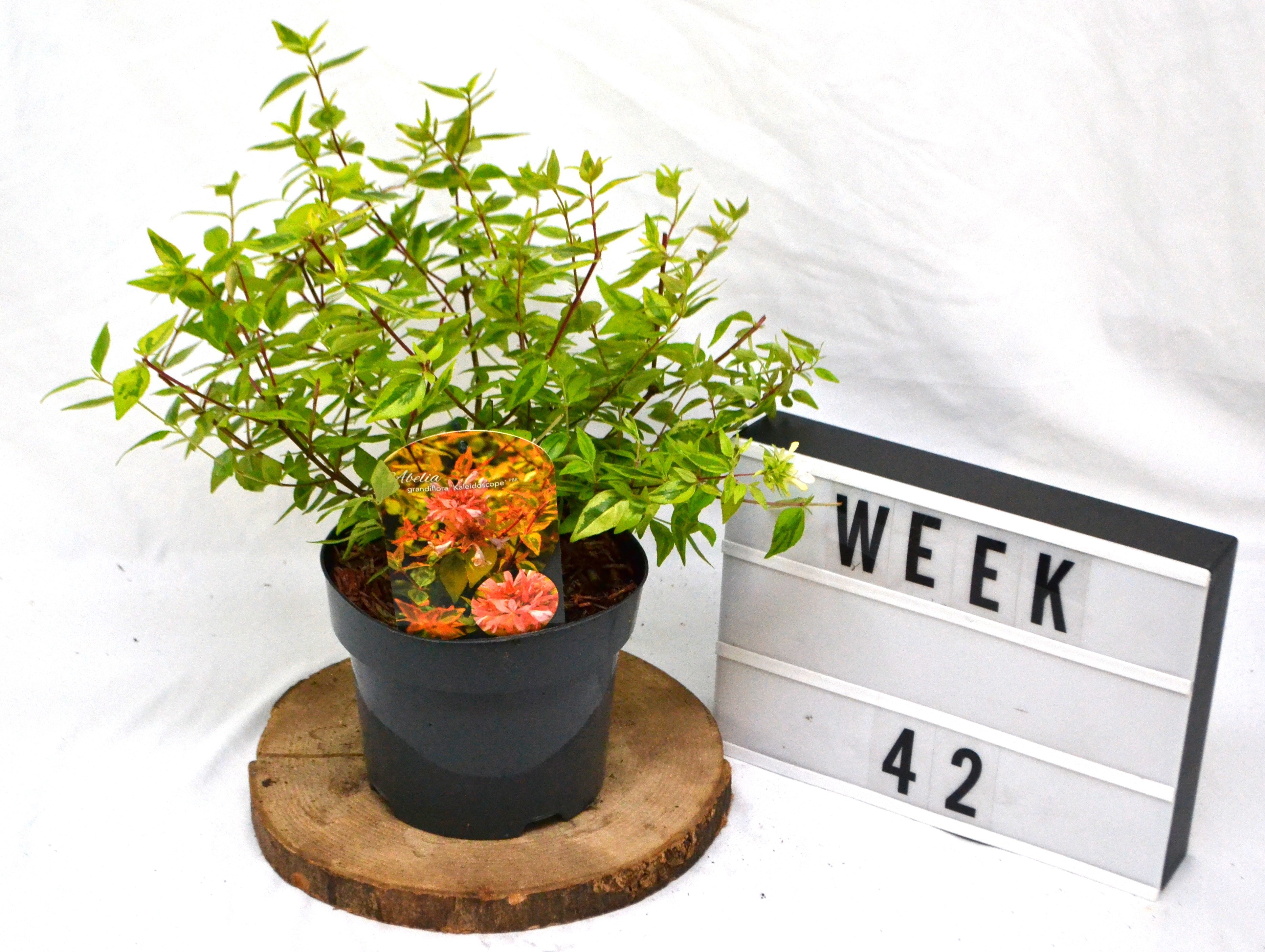 Abelia grandifl. 'Kaleidoscope' C3, D 19 cm
