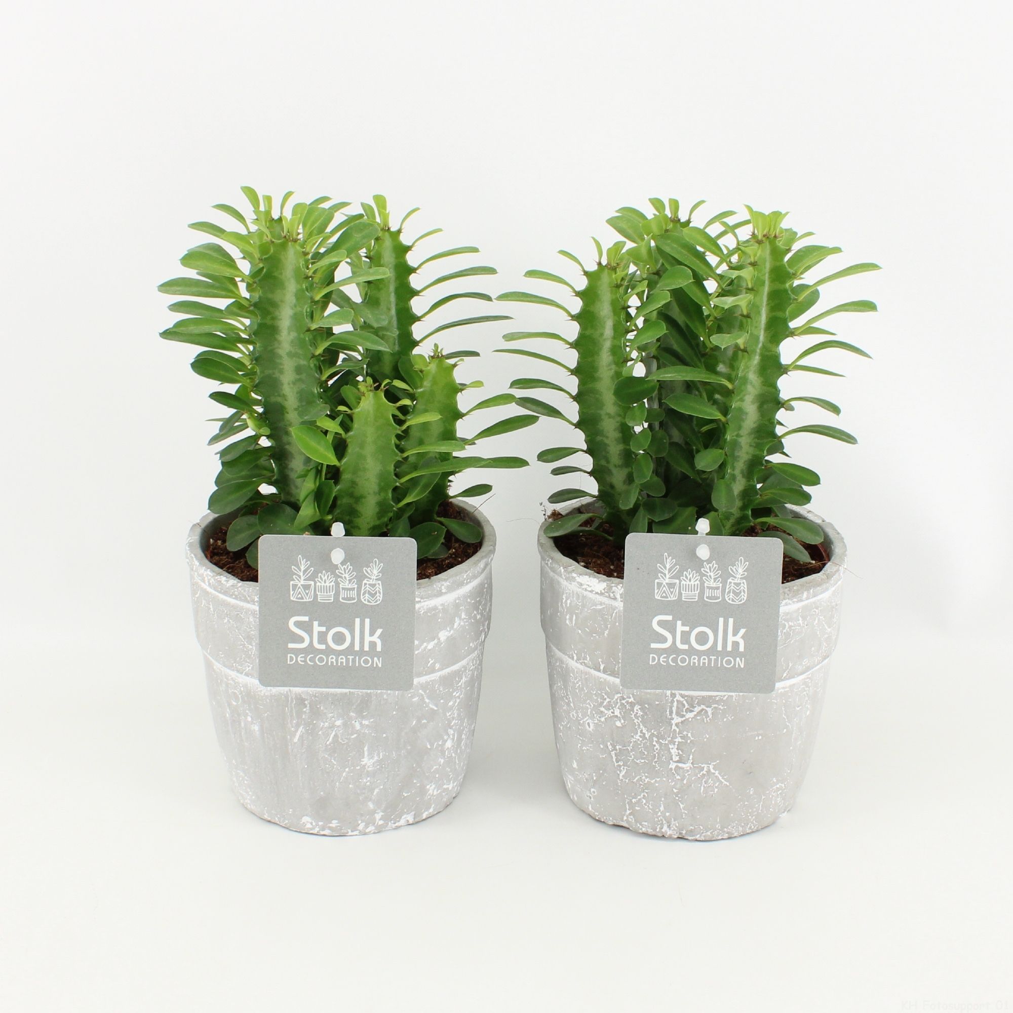 Euphorbia Trigona Groen in Stone Look Pot, D 13 cm Euphorbia Trigona Groen in Stone Look Pot, D 13 cm