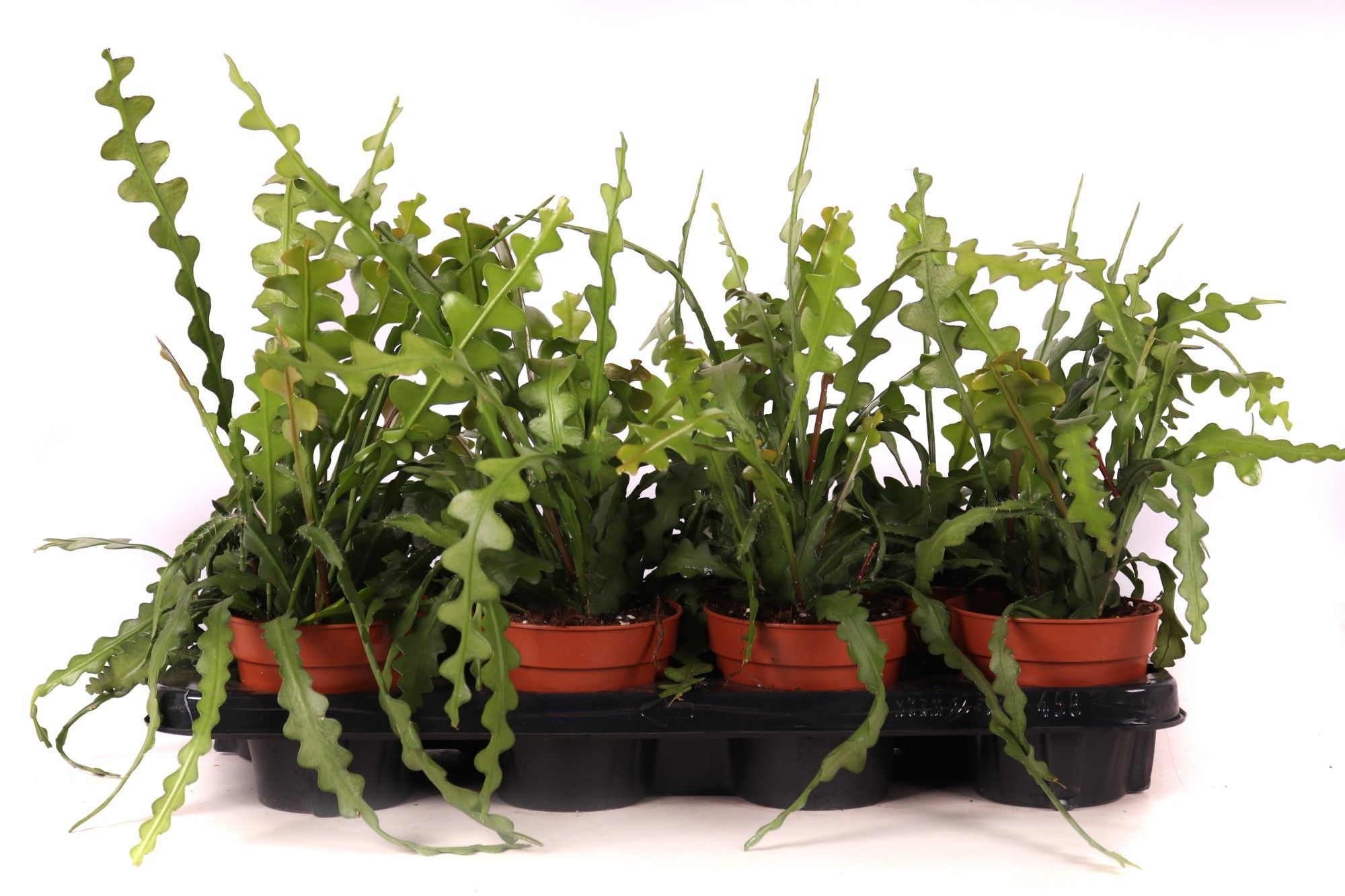 Epiphyllum anguliger 12 cm, D 12 cm