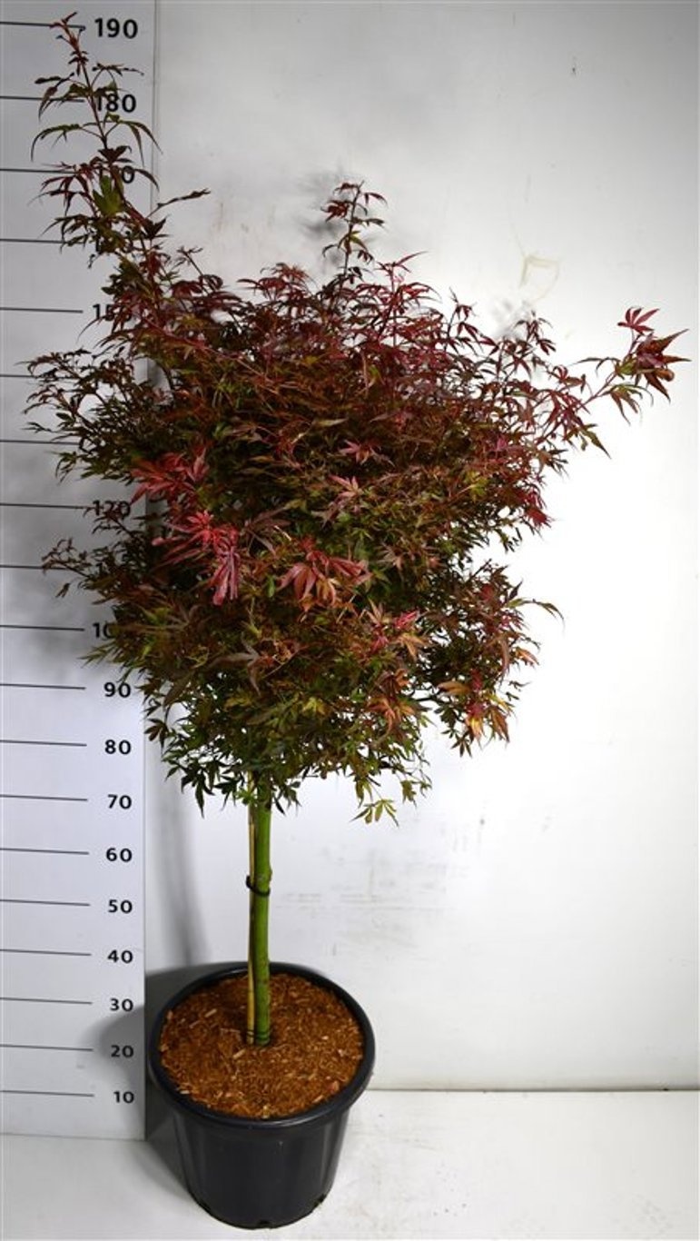 Acer pal. 'Shaina', D 38