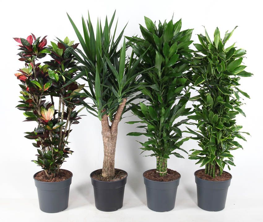 Mix vertakt p31, D 31