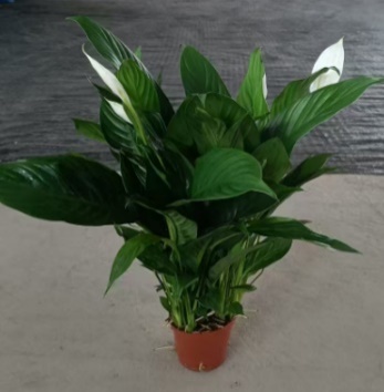 Спатифиллум Фине Вине Грейд К 10 40