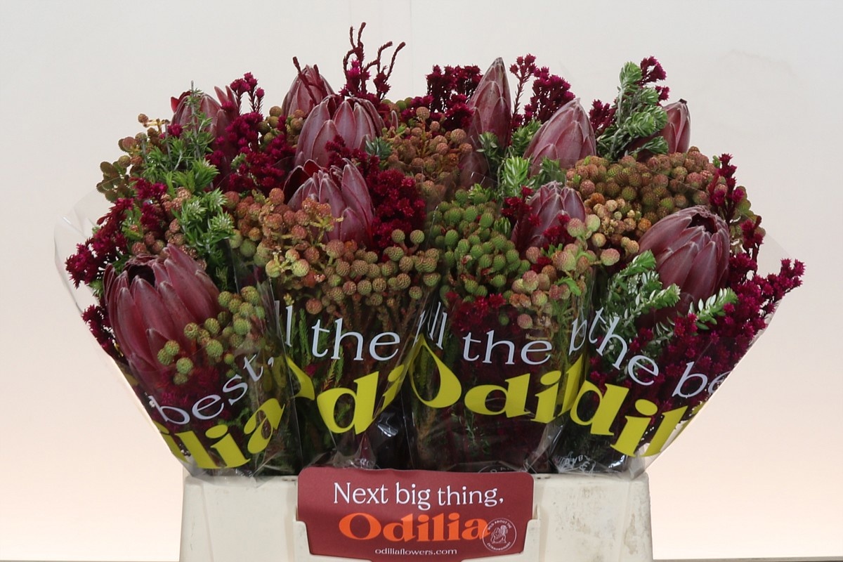 Протея Овериг за пучок 40, пуч.