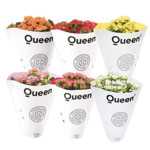 KALANCHOE ARTS-HYBRID 'ORIGINAL MIX', D 11