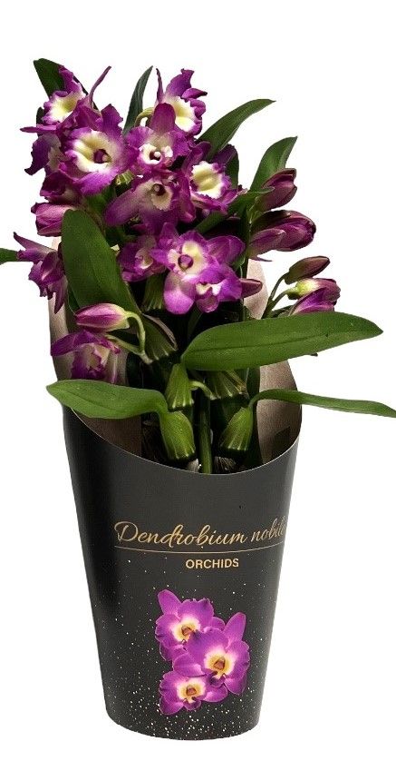 Dendrobium Nobile Bouquet Purple Rain 2+ stam koker (open Bloem), D 12