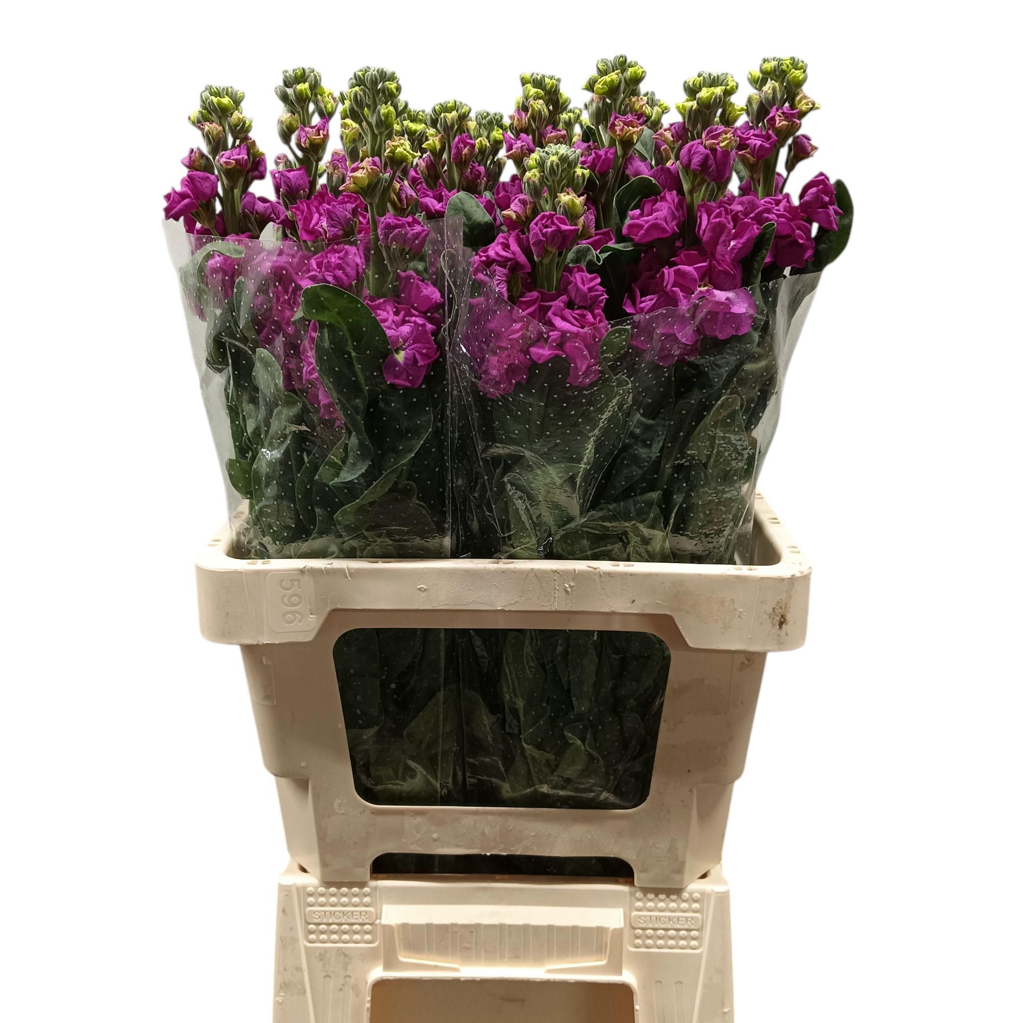 Маттиола од. Айрон Перпл 60, шт.