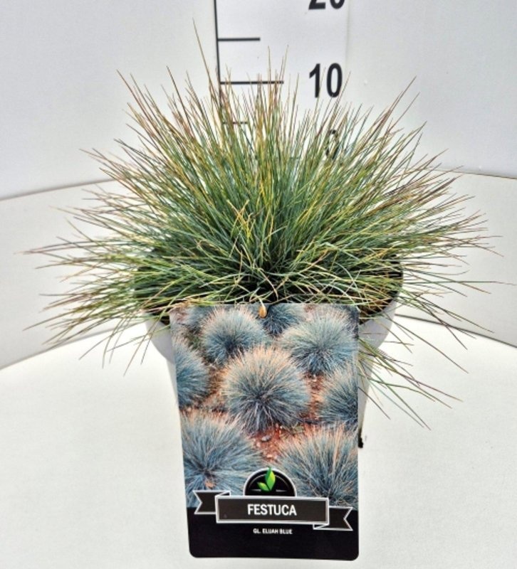 Festuca glauca 'Elijah Blue', D 29