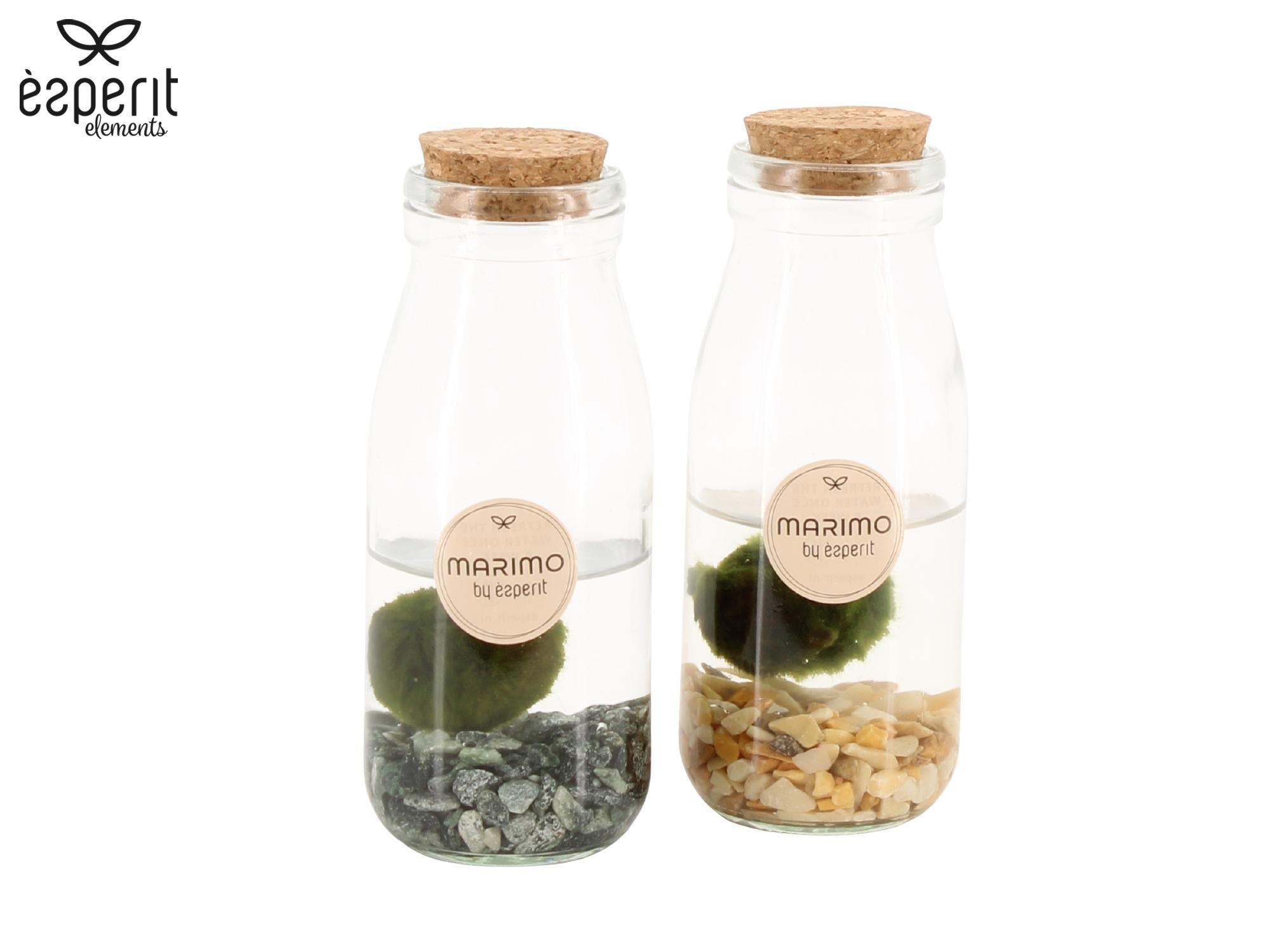 90545: Marimo arrangement, D 6 cm 90545: Marimo arrangement, D 6 cm