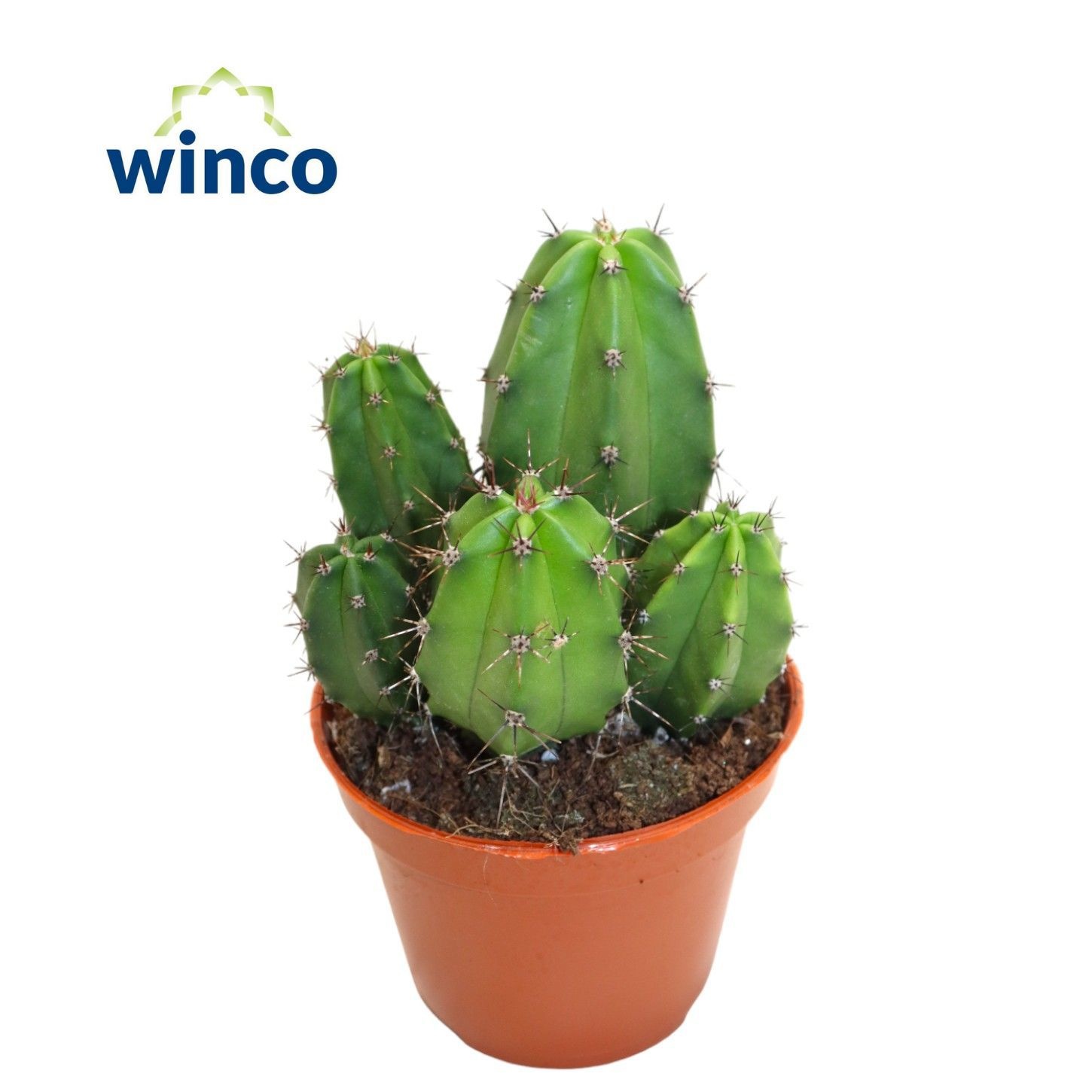 Polaskia Chula, D 8,5