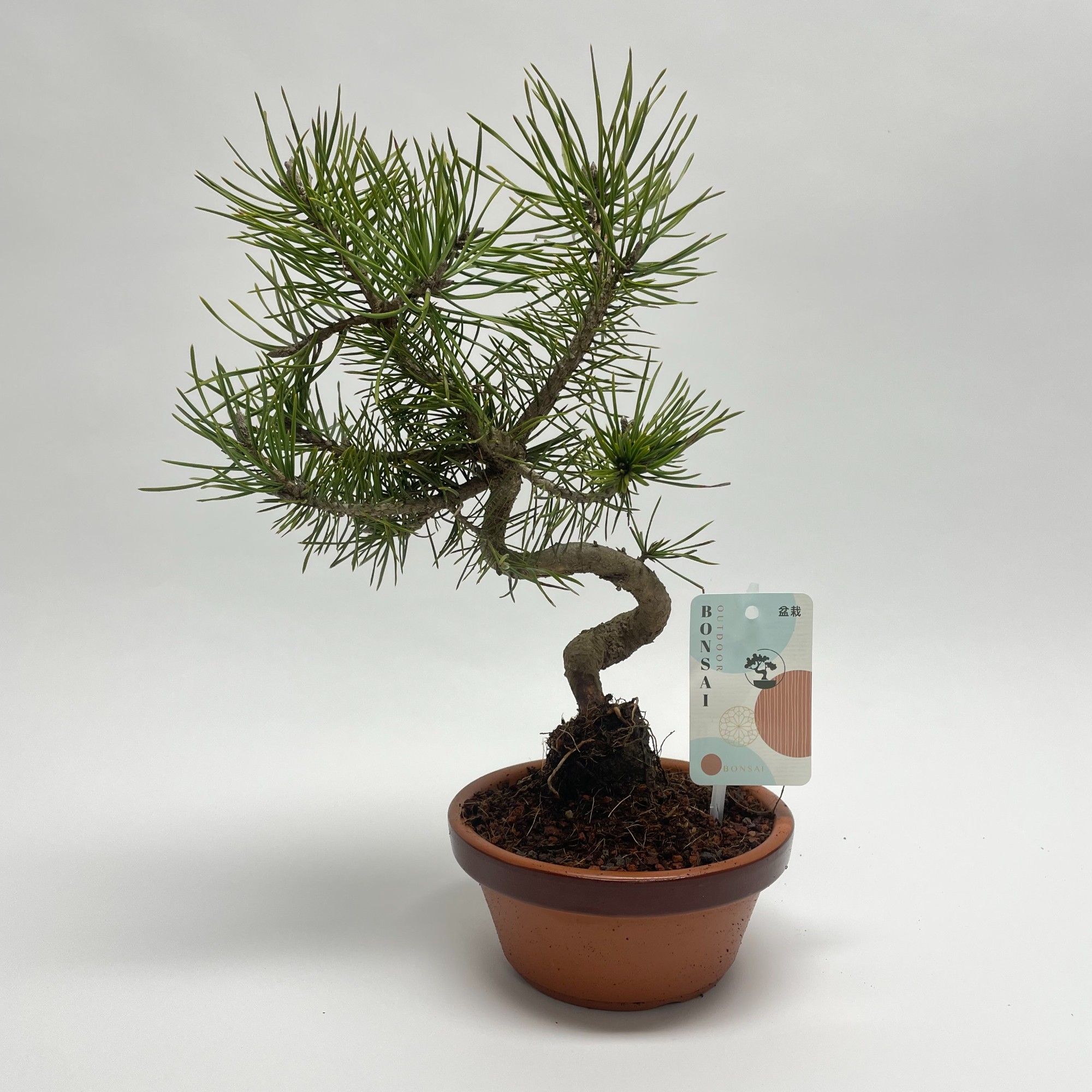 Pinus Sylvestris Bonsai 'Shape' 15 cm, D 15