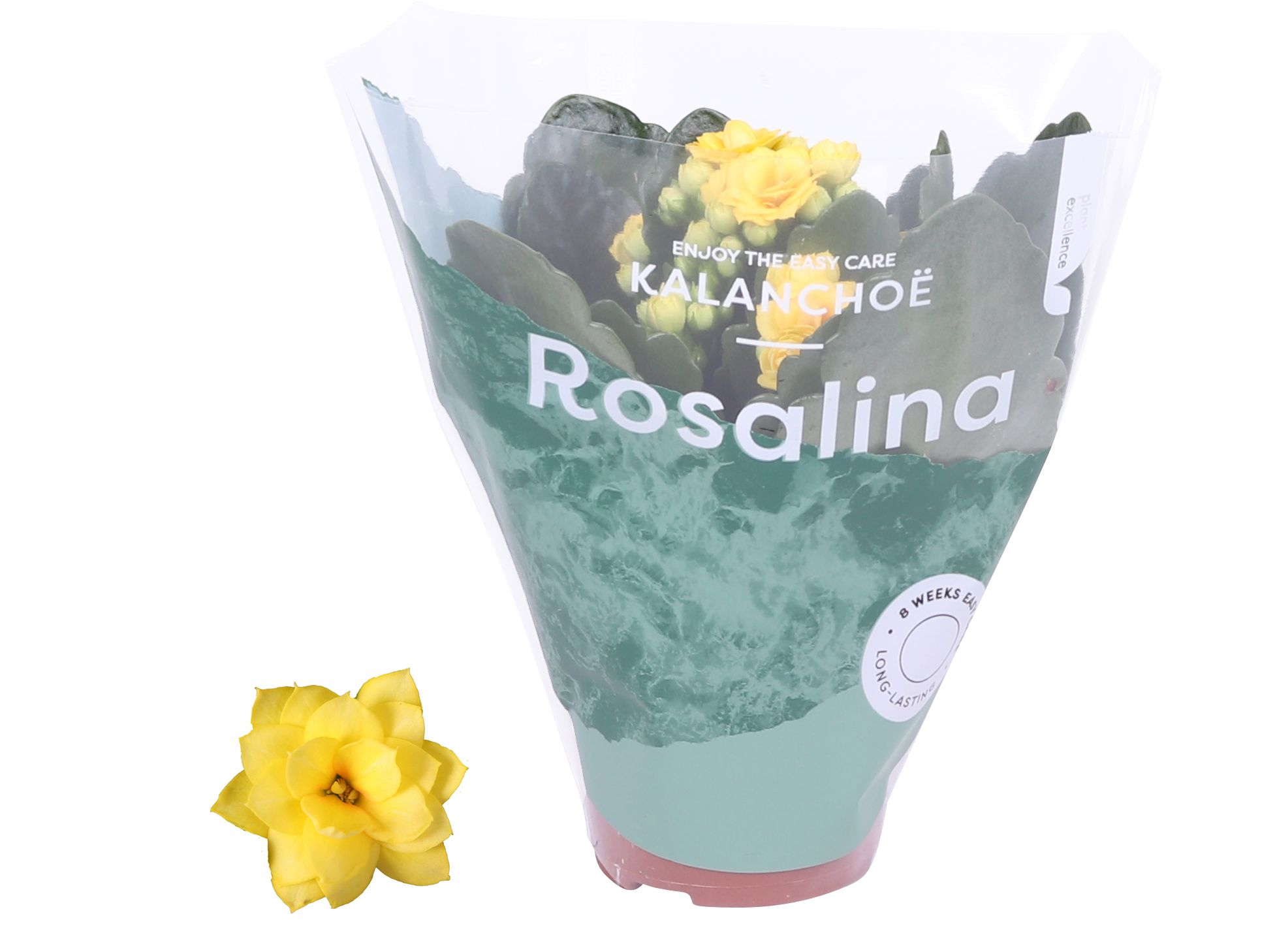 Kalanchoe Rosalina 06cm Don Amarillo geel, D 6