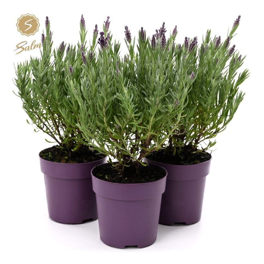 Lavandula st. 'Anouk'® Collection P10,5, D 10,5