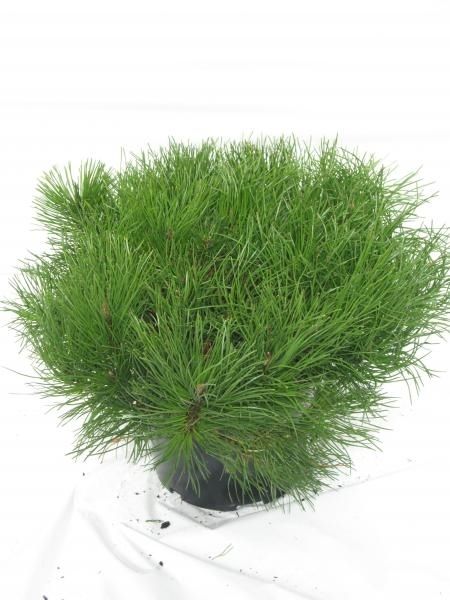 Pinus mugo mughus, D 19