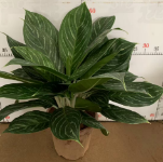 Аглаонема вайт сноу принцесса 28 55