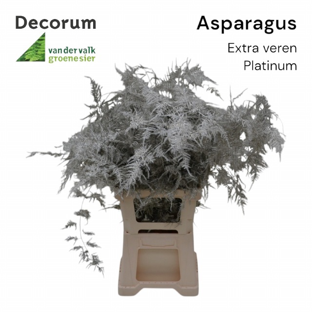 Аспарагус Овериг Крашеный (краш. ) 65, шт.