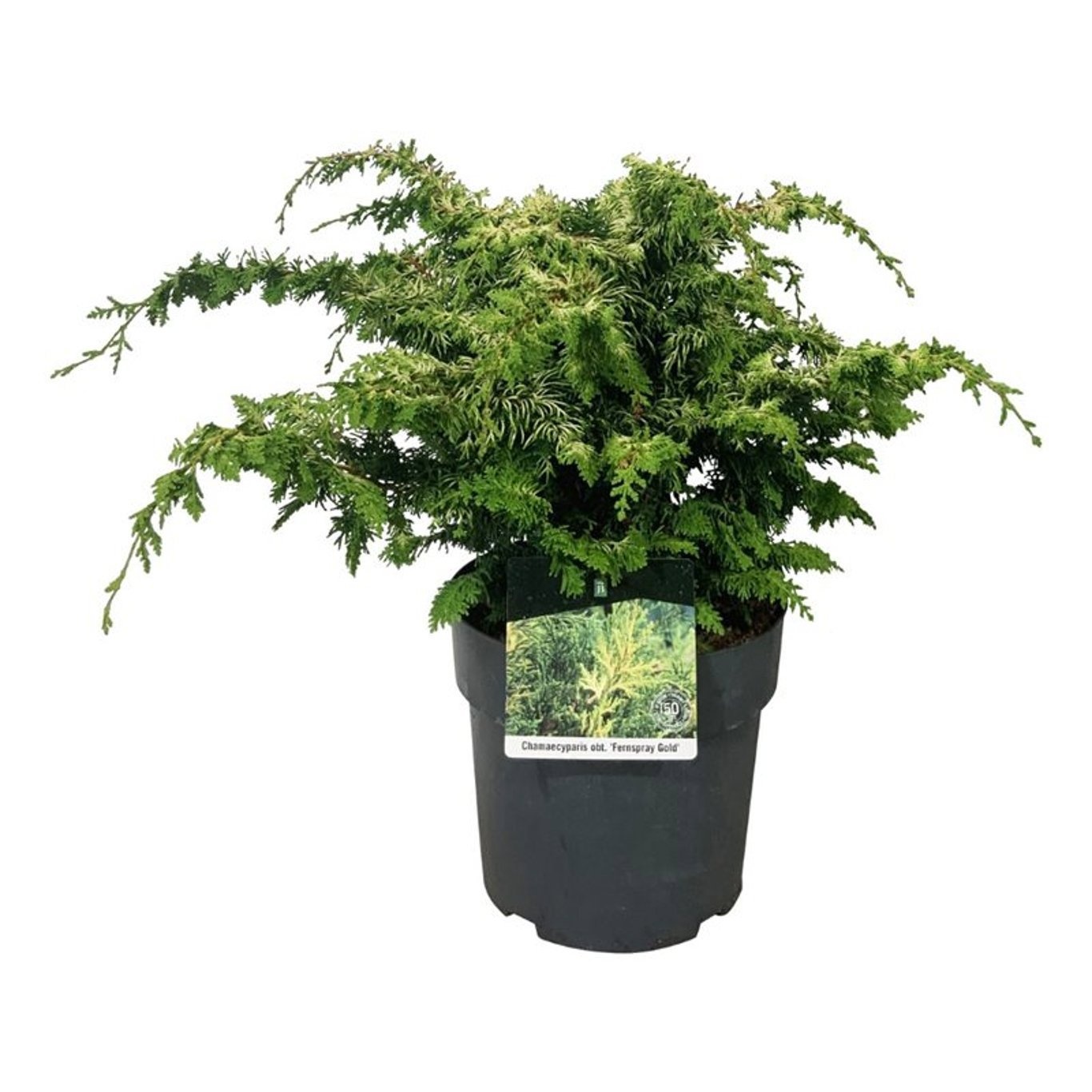 Chamaecyparis o. 'Fernspray Gold', D 24
