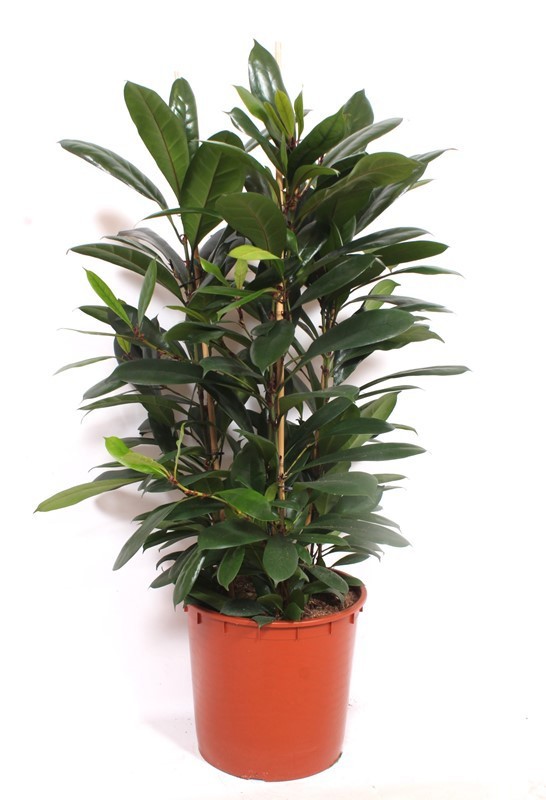 Ficus Cyathistipula 3pp, D 34