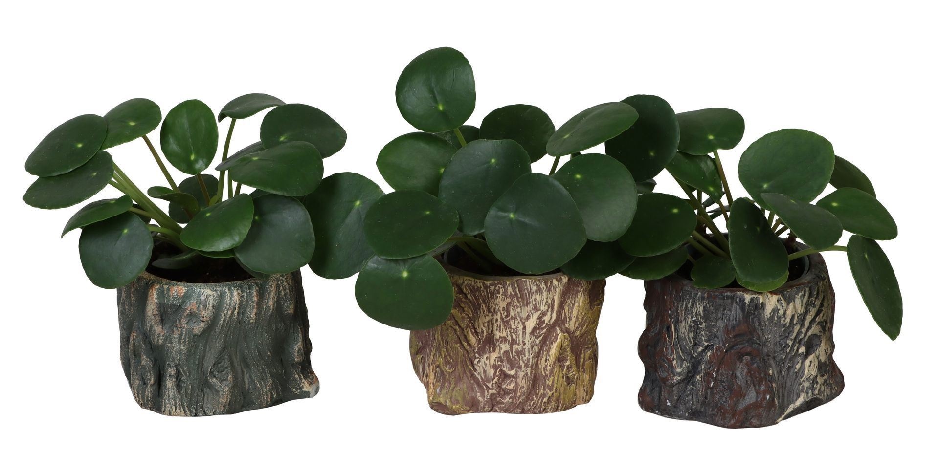 L 66492 With Pilea Peperomides 6 cm, D 6