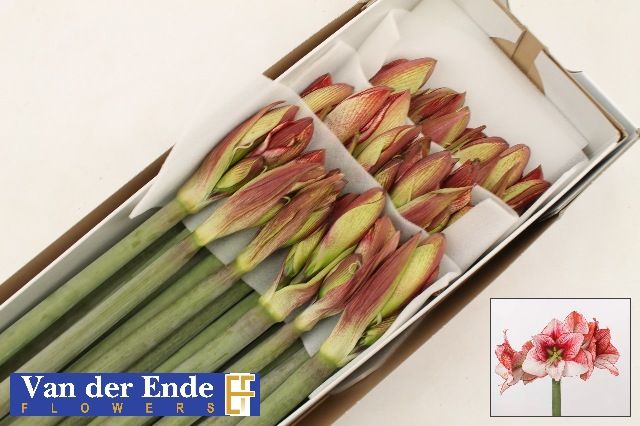 Амарилис Шоумастер (светло-роз.) x18, шт.