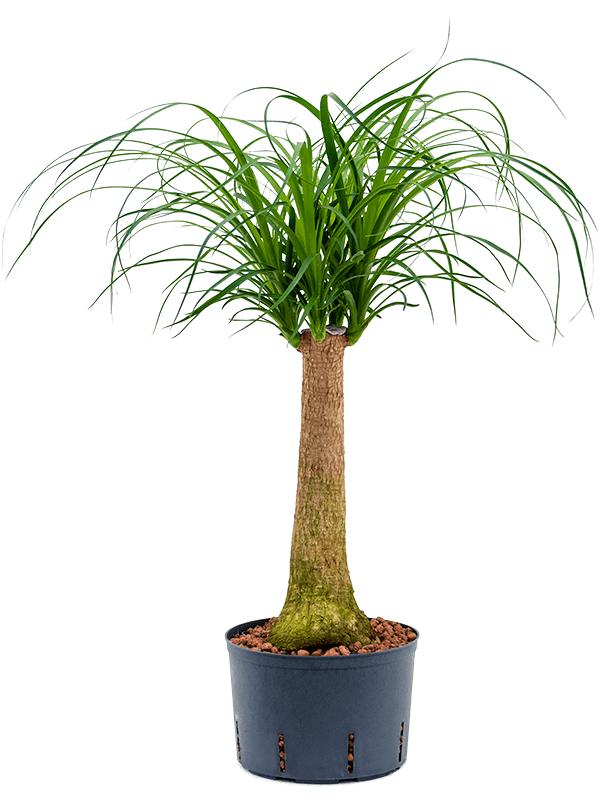 Beaucarnea recurvata, D 18