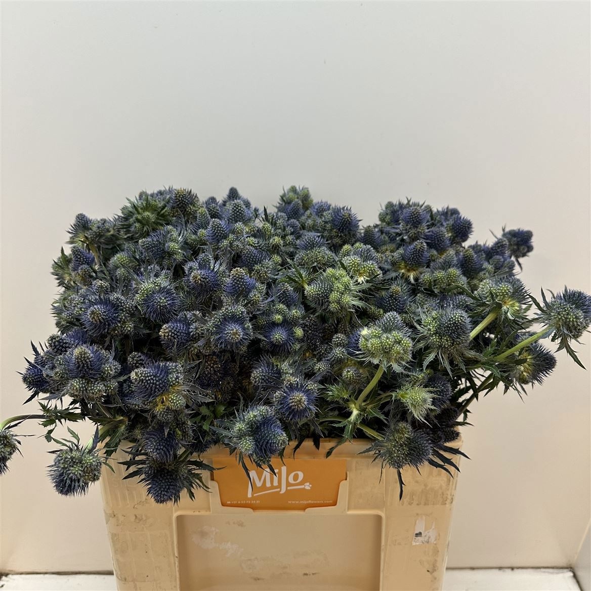 Эрингиум Овериг 50, шт.