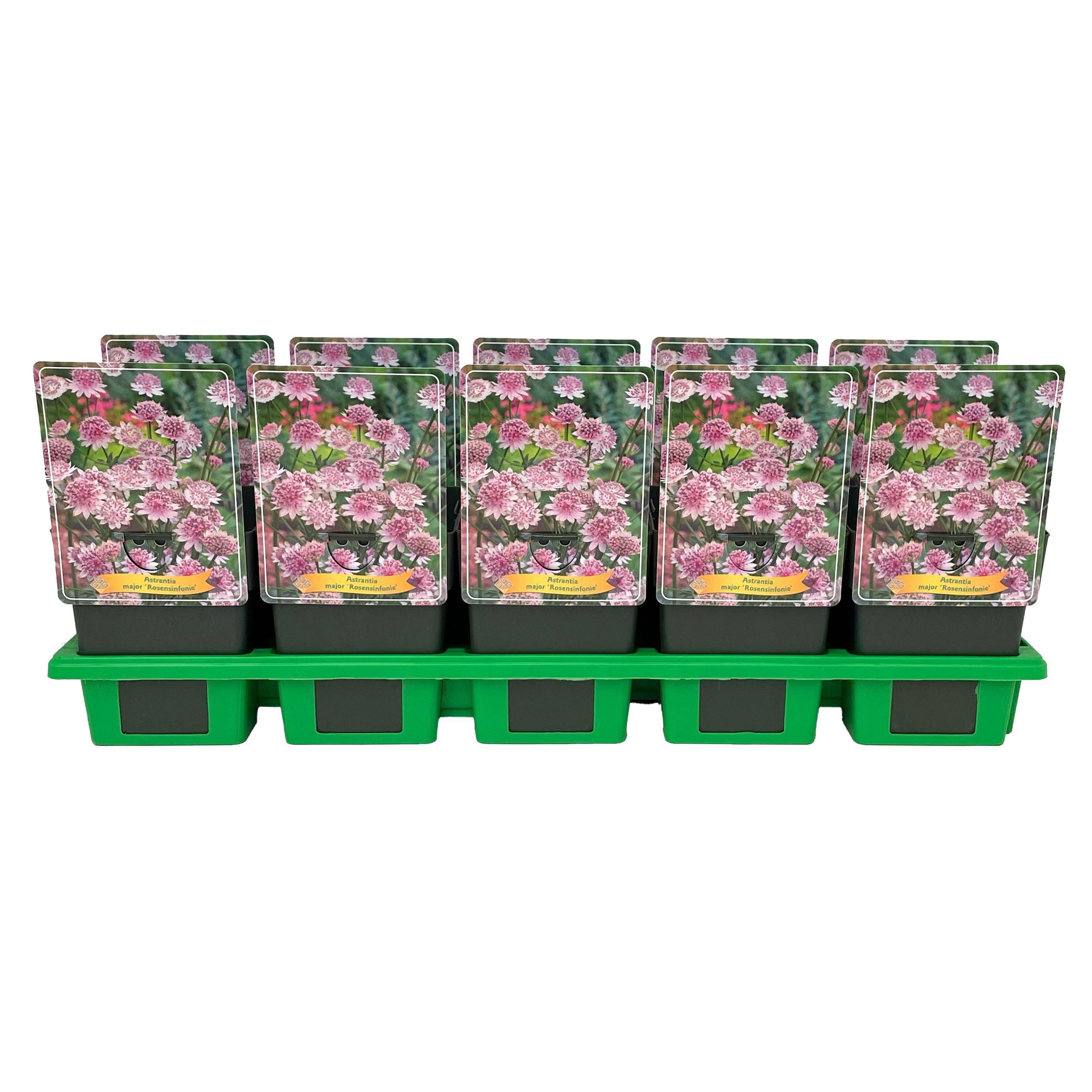 Astrantia major 'Rosensinfonie' P11, D 11