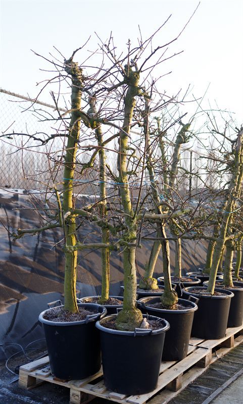 Malus dom. Elstar � 12 jaar Najaarsappel, D 55