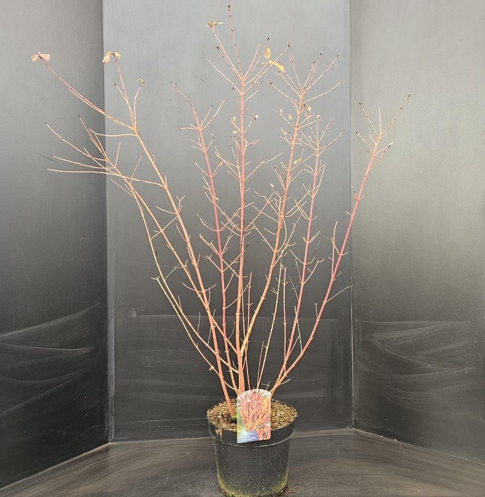 Cornus kousa Midwinter Fire, D 29