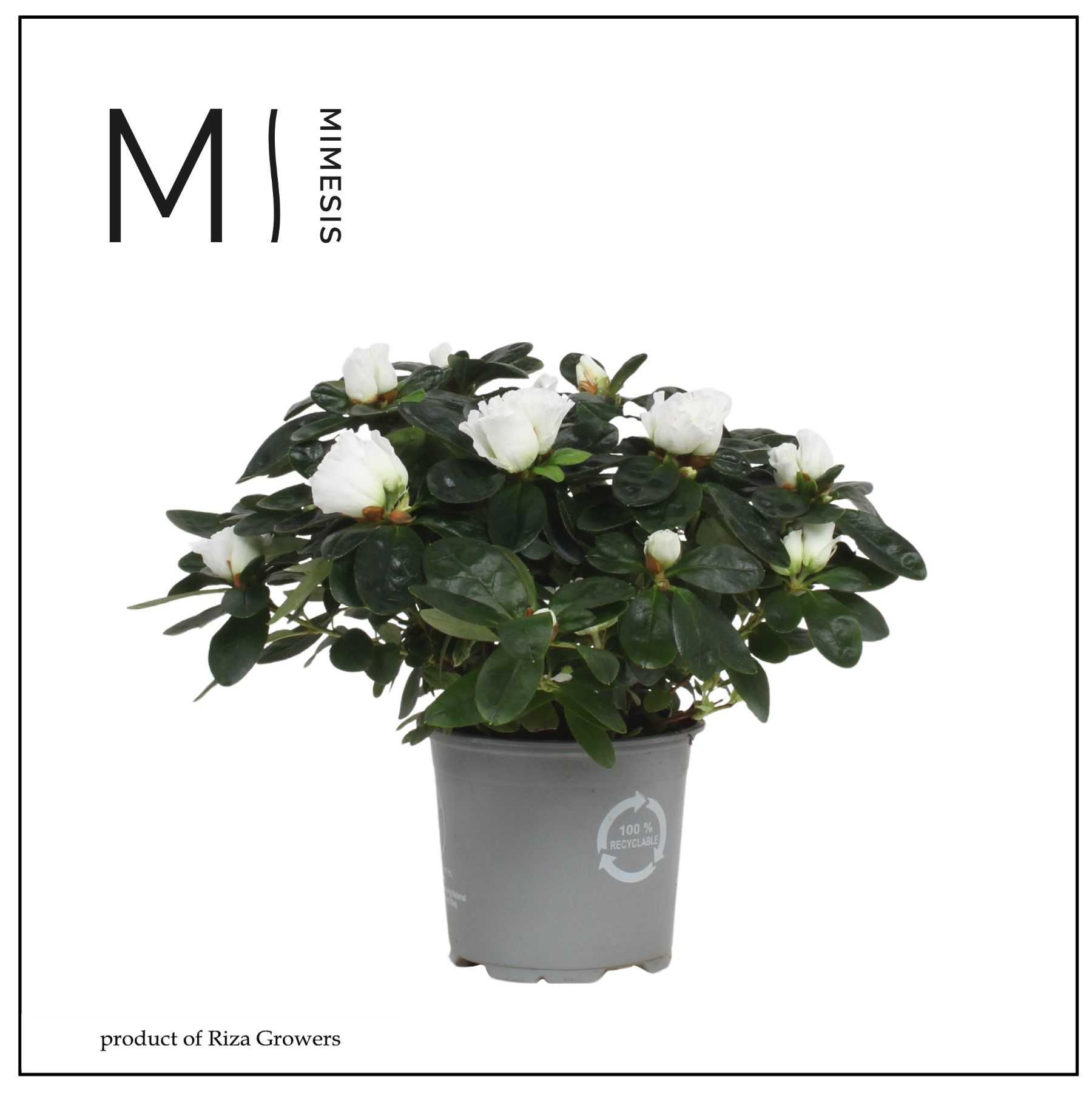 Mimesis Azalea - 13cm Wit, D 13 cm