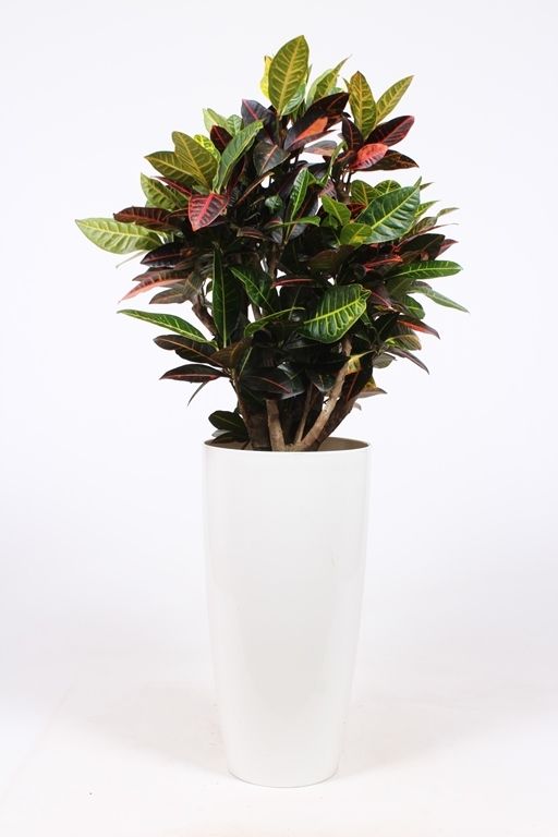 Codiaeum Petra (Croton) in Santorini pot "wit", D 33