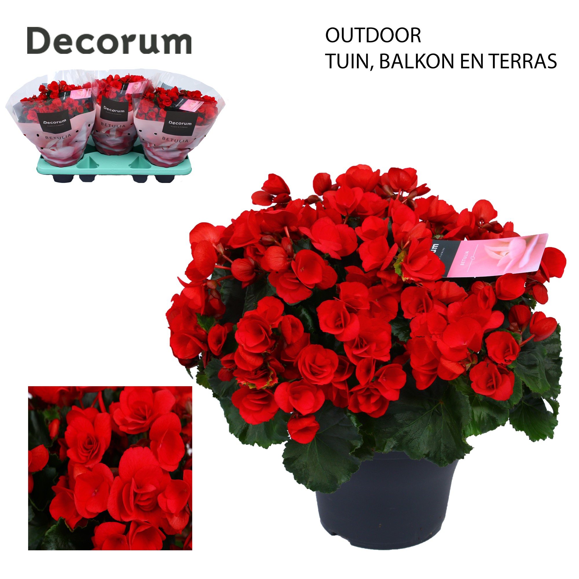 Betulia red 19cm outdoor Decorum, D 19