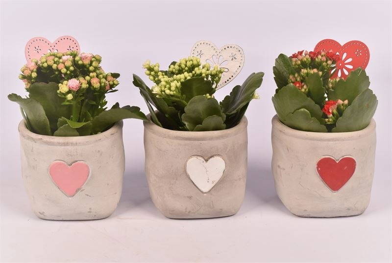 Cement potje met hart 11cm, D 10