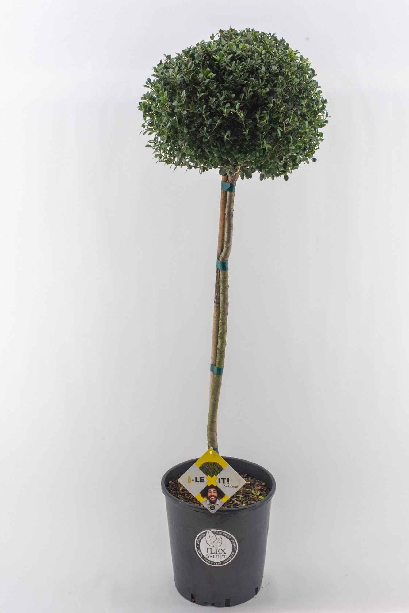 Ilex crenata Dark Green, P34, Bol op stam 80cm, Bol Ø30cm, D 26