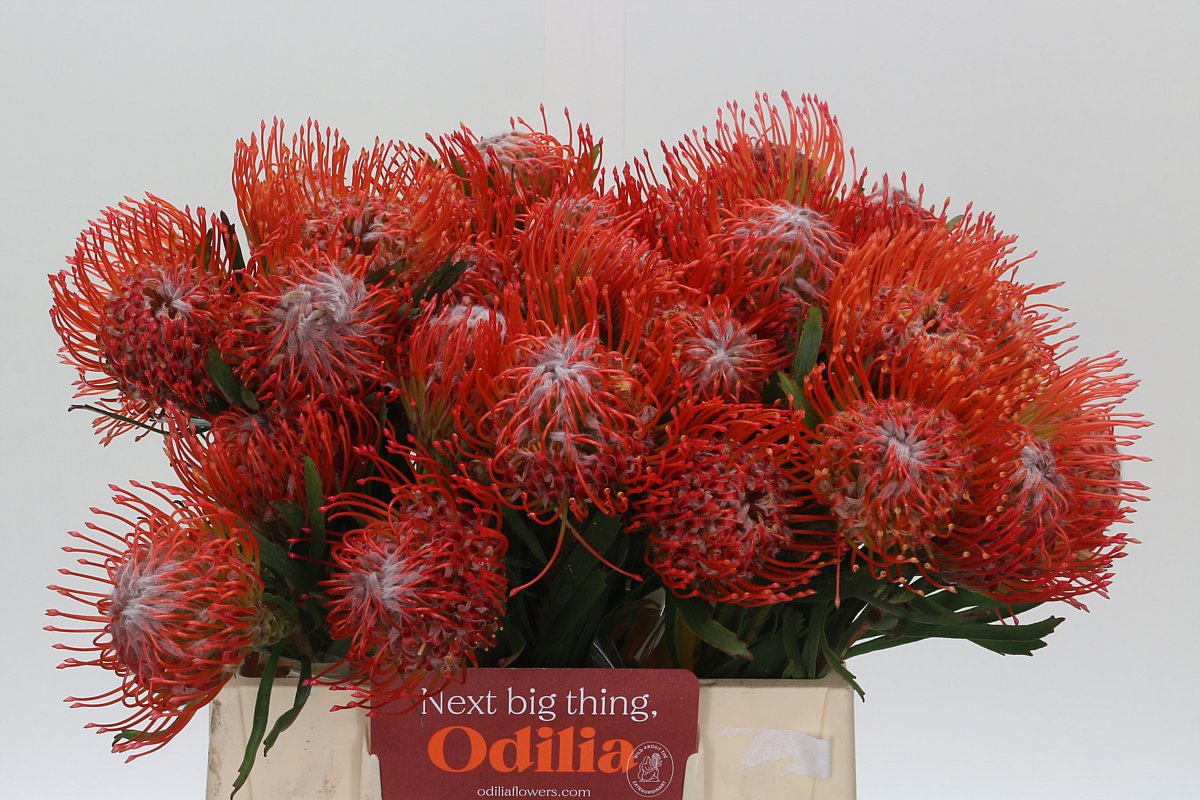 Нутанс Танго 40, шт.