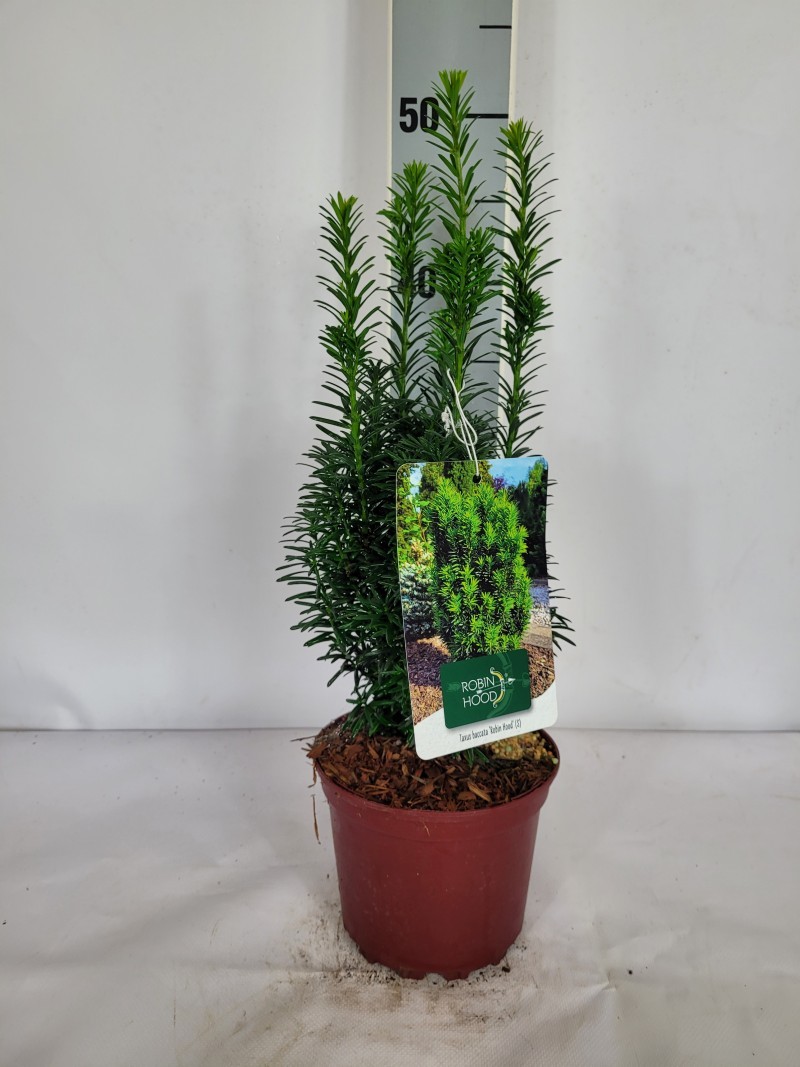 Taxus baccata 'Robin Hood' (S) (R) P1,5 15-20, D 15