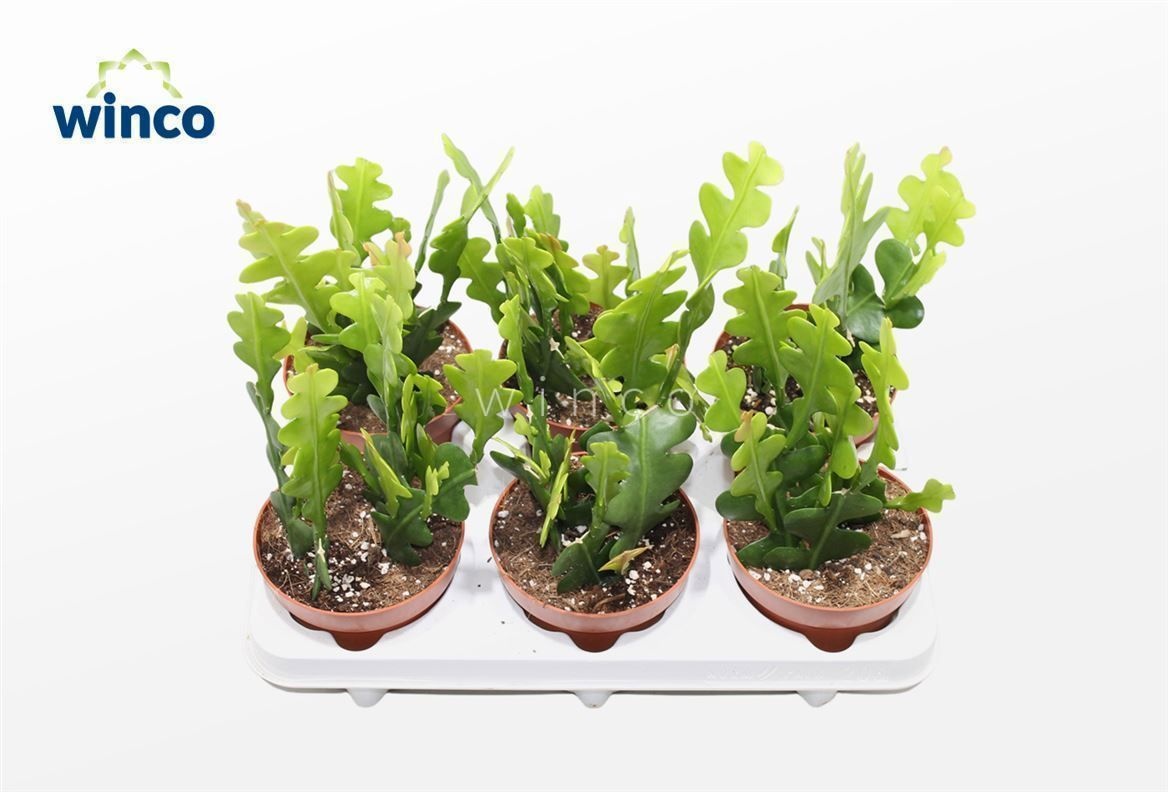 Epiphyllum Anguliger, D 12 cm