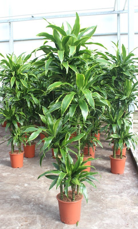 Dracaena Arturo 120-90-60-30, D 27 cm