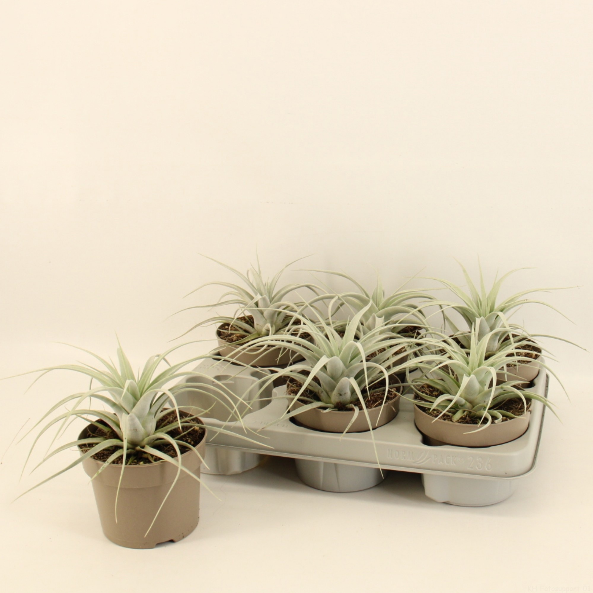 Tillandsia 'Xerographica' 12cm, D 12