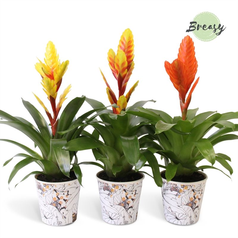 Vriesea Modern - 13cm in Tivoli | Mimesis, D 13
