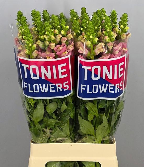 Антирринум Мэрилэнд Пинк, шт.