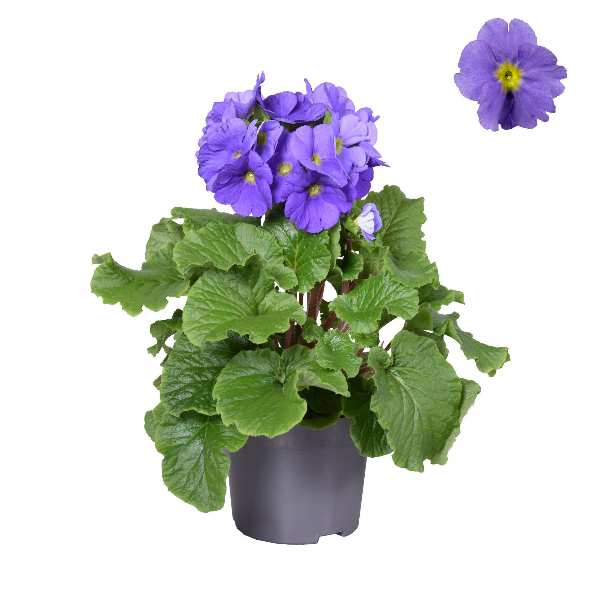 Prim Sweet Kisses Blauw zonder hoes, D 12