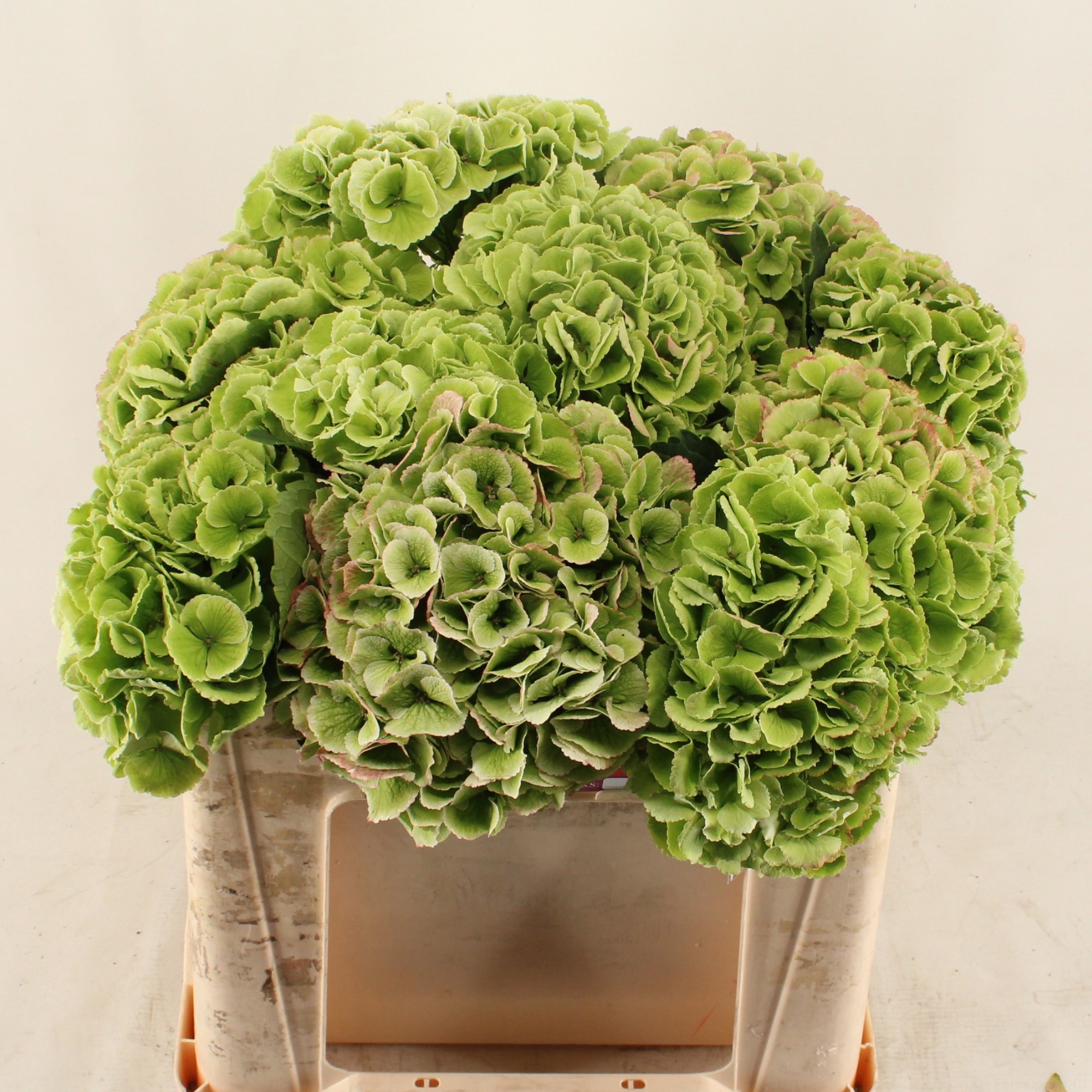 Гортензия Роял Принцесс Классик 50, шт.